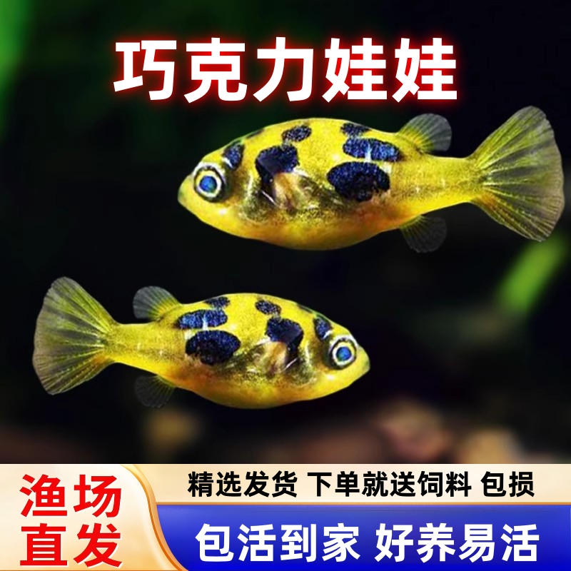 巧克力娃娃观赏鱼潜水艇淡水观赏鱼小型河豚吃螺工具鱼鼓气鱼