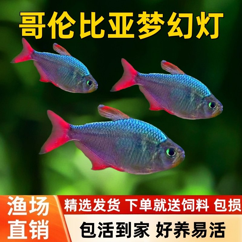 南美哥利比亚热带淡水鱼好养耐活图片