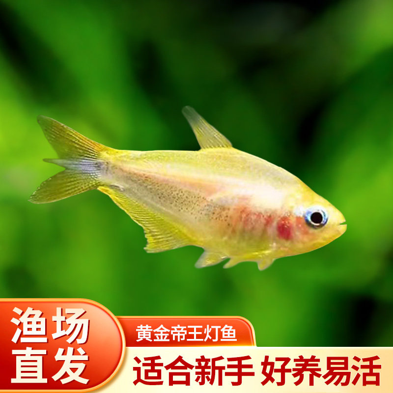 黄金帝王灯鱼稀有帝王灯黑帝王水草缸混养群游热带淡水观赏灯科鱼