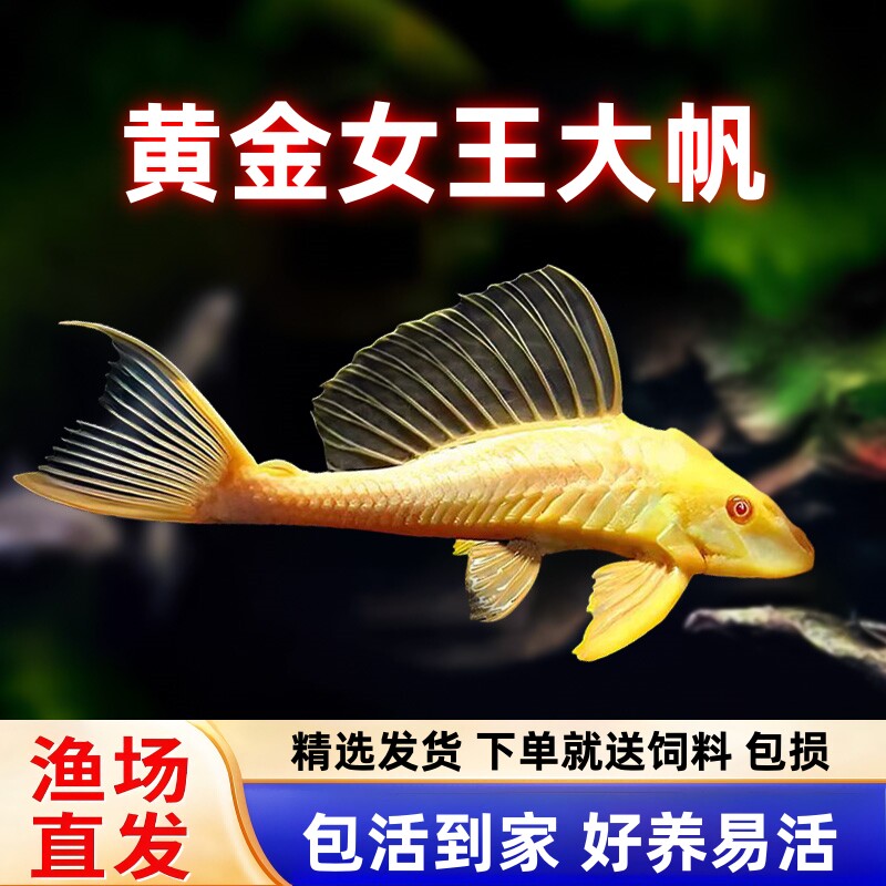 宠瑜小型热带鱼除藻工具图片