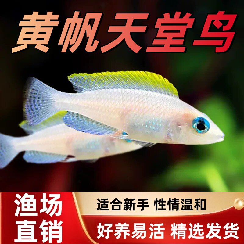 自家繁殖好养非洲坦鲷贝鱼苗图片