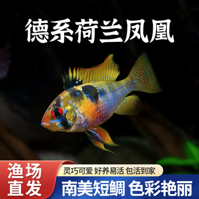德系荷兰凤凰金波子短鲷鱼可混养可繁殖蓝波子凤凰球热带鱼观赏鱼