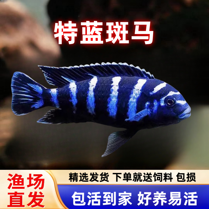 特蓝斑马三湖慈鲷热带观赏鱼水族活体鱼缸岩栖类坦鲷鱼易养艳丽
