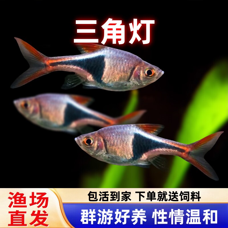 三角灯鱼小型草缸观赏鱼图片