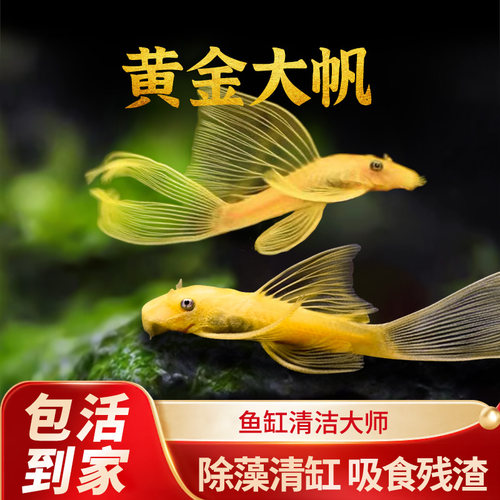 黄金大帆鱼清道夫蓝眼大帆24K红眼大帆黄金胡子除藻工具鱼清洁鱼