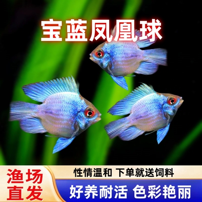 宠瑜宝蓝凤凰球鱼长尾蓝波子