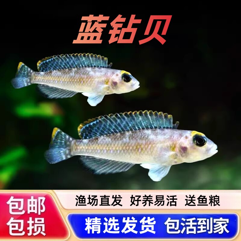 蓝钻贝鱼坦鲷卷贝斑马贝鱼黄帆天堂鸟钻石贝黄金叮当三湖鱼活体鱼