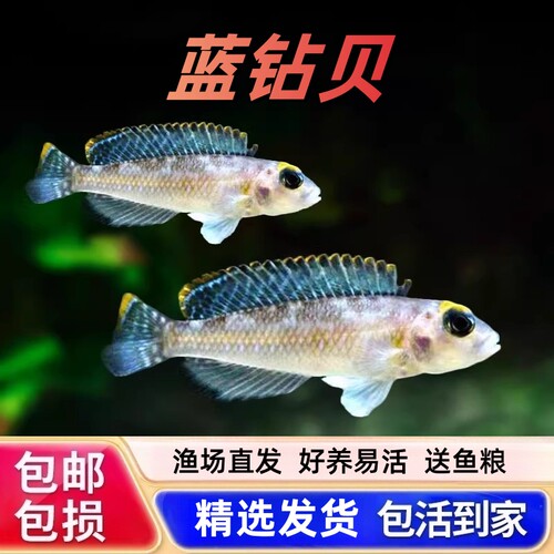三湖鱼活体观赏鱼蓝钻贝天使贝