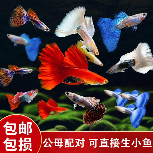 热带孔雀鱼观赏鱼金鱼凤尾鱼