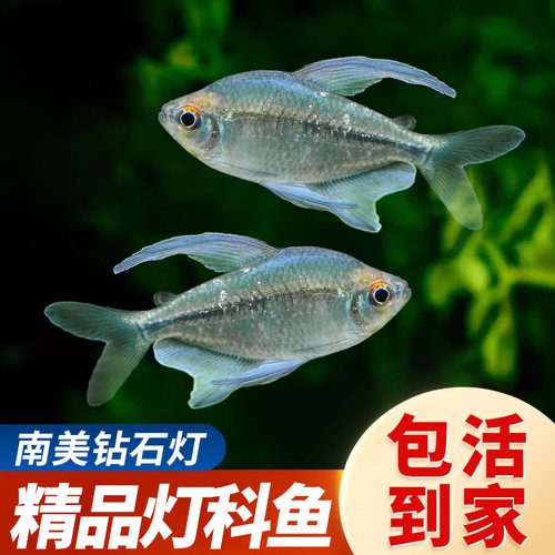 南美钻石灯热带淡水鱼好养耐活