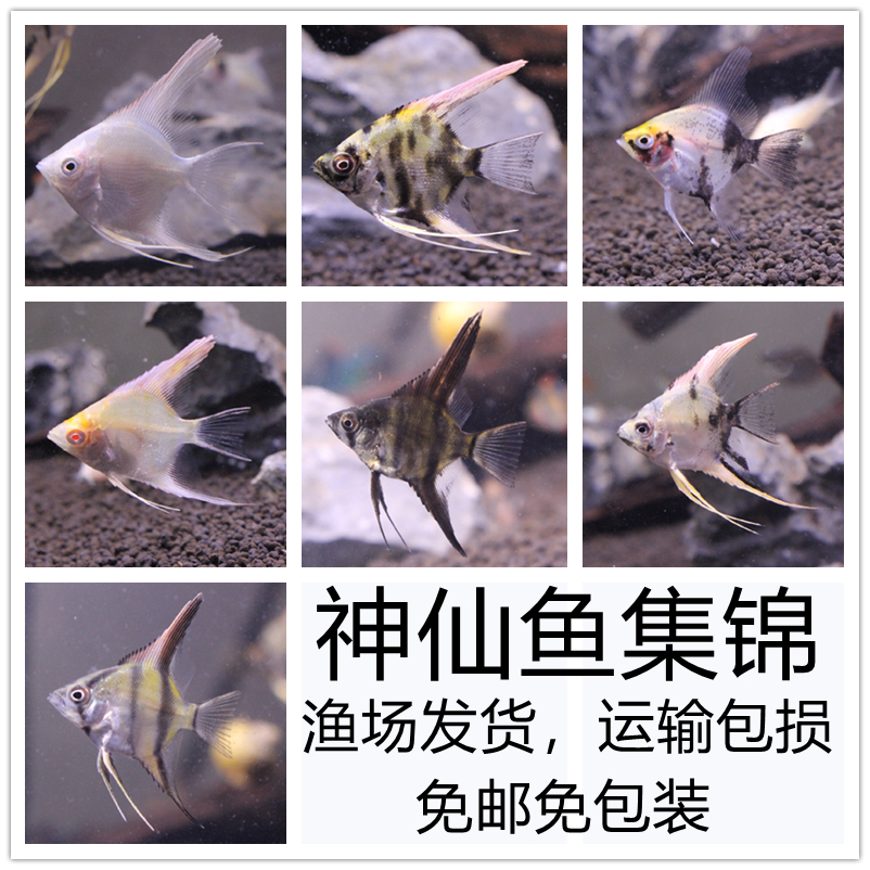 神仙鱼燕鱼热带鱼观赏鱼活体秘鲁璃墨蓝魔鬼小型鱼淡水白神仙