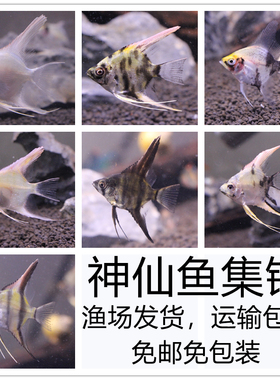 神仙鱼燕鱼热带鱼观赏鱼活体秘鲁璃墨蓝魔鬼小型鱼淡水白神仙