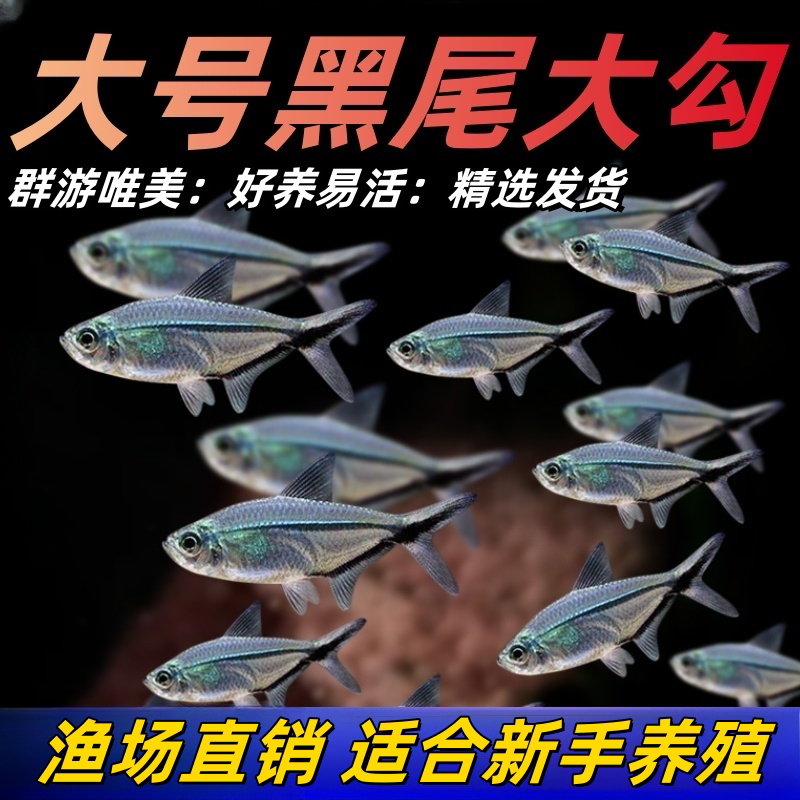 黑尾大勾草缸小型黑尾旗热带鱼观赏鱼活体淡水鱼小鱼群游鱼图片
