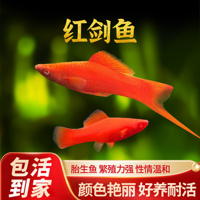 红箭鱼热带观赏鱼小型双尾红剑鱼红米奇胎生活鱼苗好养好养耐活鱼