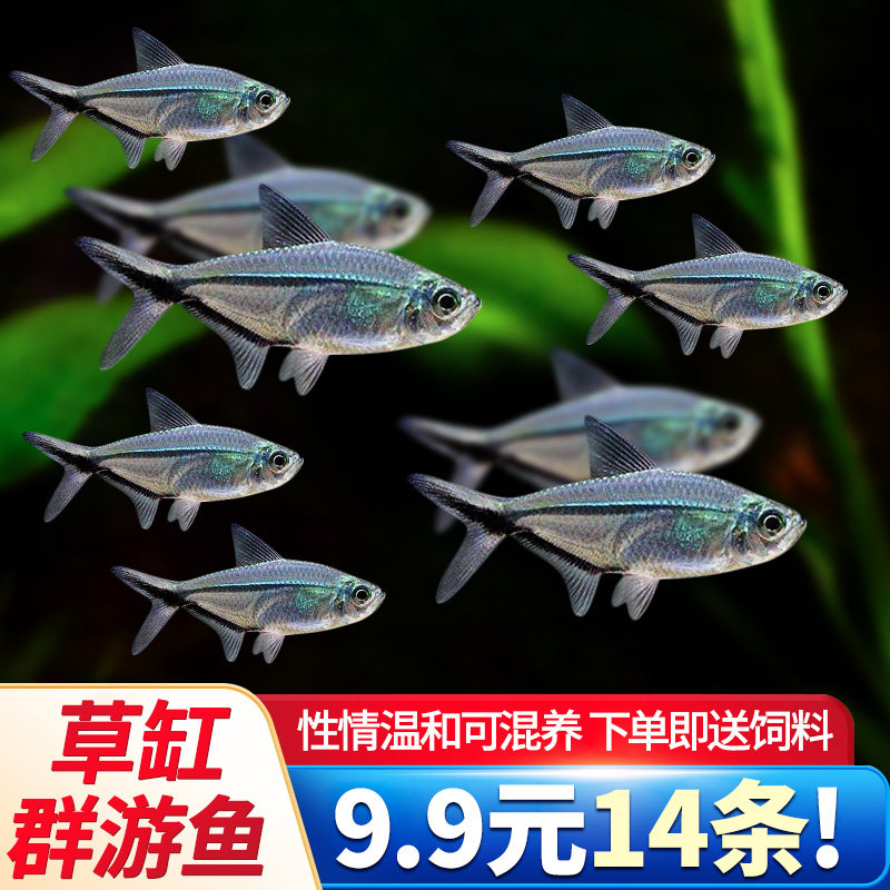 黑尾大勾黑尾旗热带鱼观赏鱼草缸群游鱼小型鱼活体鱼包活黑尾灯鱼图片