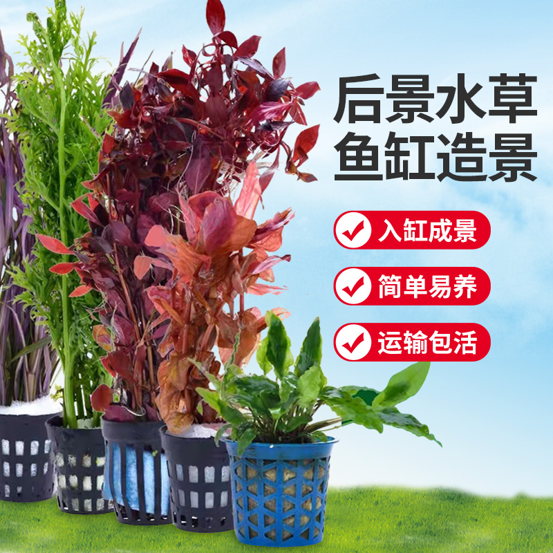鱼缸水草植物造景活水榕阴性草中后景绿菊绿宫廷红丁香装饰水族箱