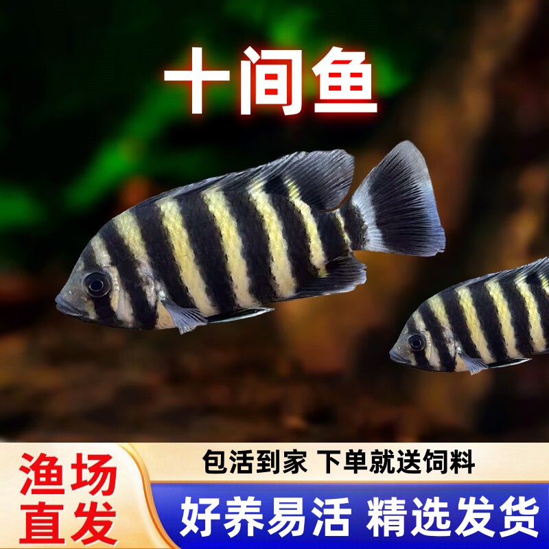 宠瑜十间鱼非洲活体大型观赏鱼图片