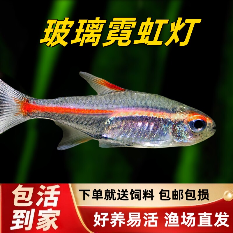 红光霓虹管鱼观赏热带草缸群游图片