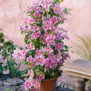 重瓣铁线莲爬藤植物花苗带花大苗庭院花卉盆栽观花植物室内花 四季