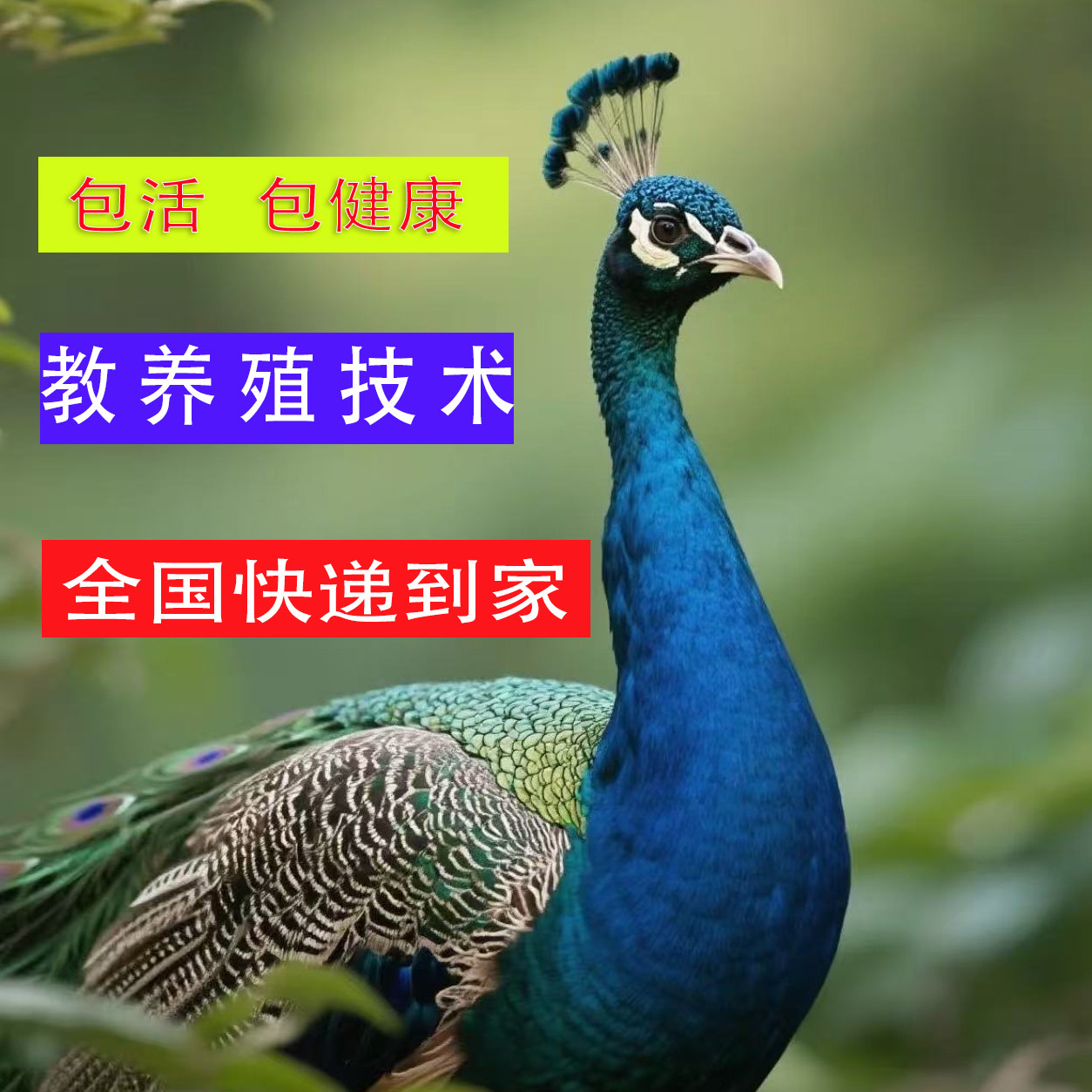 正宗蓝孔雀家养观赏鸟好养孔雀幼崽两年宠物鸟一对蓝孔雀保活健康
