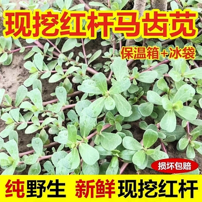 马齿苋菜 新鲜包邮 2斤五行草 农产品 食用野地菜 现挖现发红梗