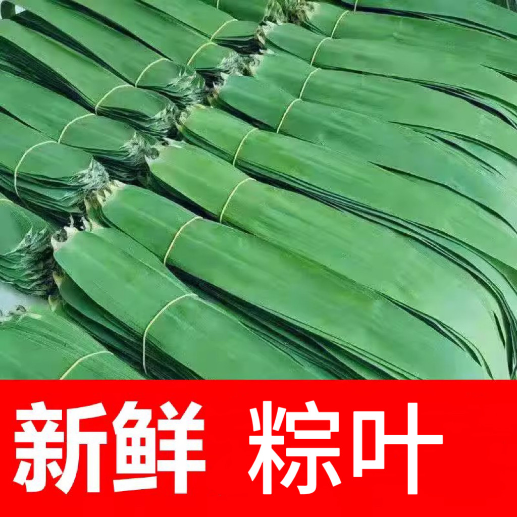 纯天然野生新鲜粽叶无污染包粽子柴叶清香棕叶长宽粽子叶100片