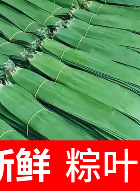 纯天然野生新鲜粽叶无污染包粽子柴叶清香棕叶长宽粽子叶100片