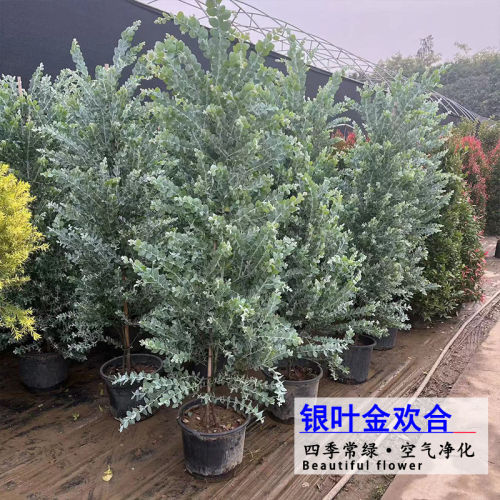 银叶金合欢庭院配搭耐热