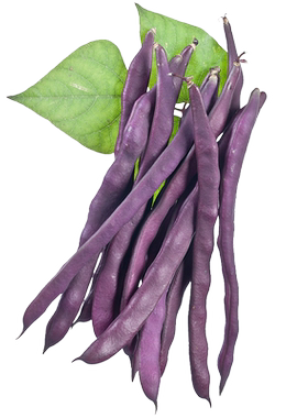 紫架豆种子八月忙紫芸豆四季