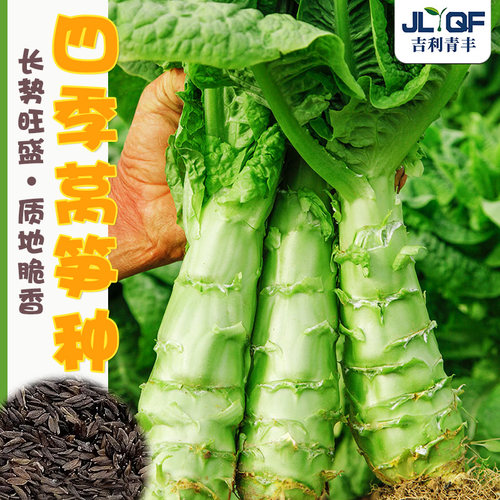 耐寒耐热莴笋种子高产青笋四季