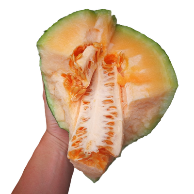 网纹甜瓜哈密瓜种子四季