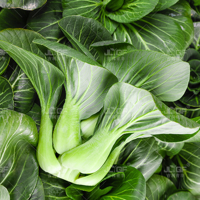 黑上苏州青种子春四季叶海青梗菜种孑矮脚箕油菜籽种阳台盆栽蔬菜