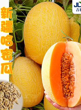 火洲蜜168甜瓜种孑黄皮哈密瓜