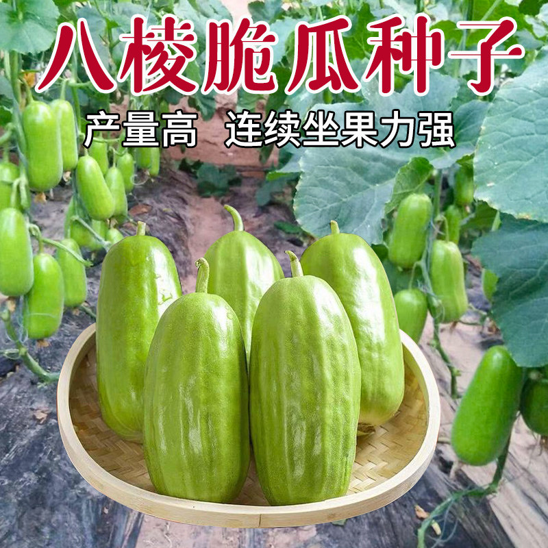 早生八棱脆瓜种子黄河脆一窝猴菜瓜种籽生吃无糖烧瓜种孑农家特菜
