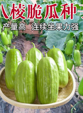 八棱脆瓜种子菜瓜烧瓜农家