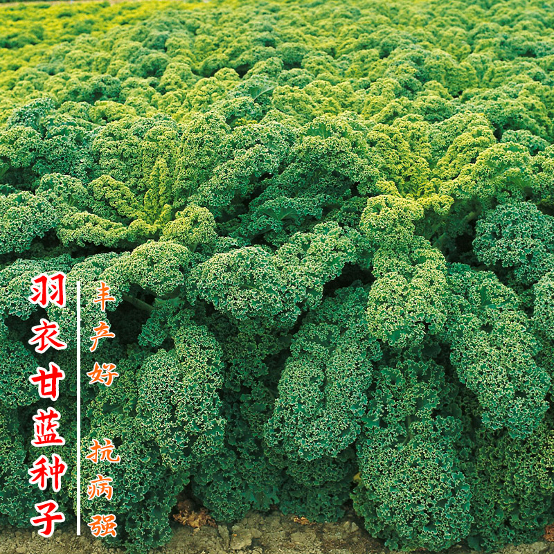 羽衣甘蓝种子食用冬季紫色蔬菜