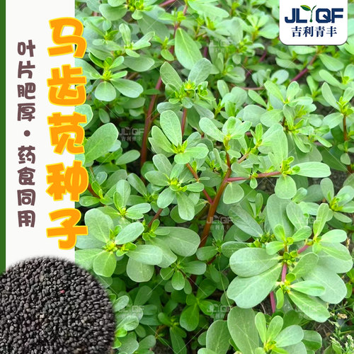 马齿苋种子四季长寿菜