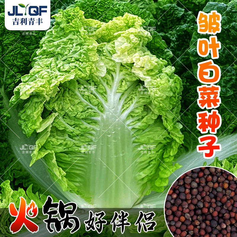 麻叶火锅菜大白菜种子四季
