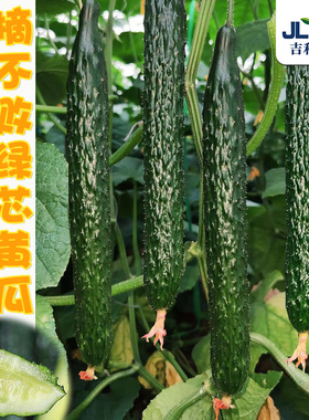 强雌绿芯黄瓜种子摘不败老品种青瓜种籽春四季阳台盆栽青瓜种孑苗