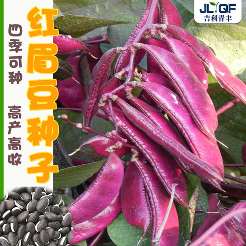 不败红眉豆种子先锋春秋四季
