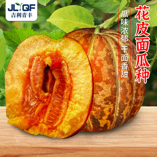 老品种面瓜种籽黄皮黑皮花皮面瓜种子春夏四季露地生吃甜瓜香瓜孑