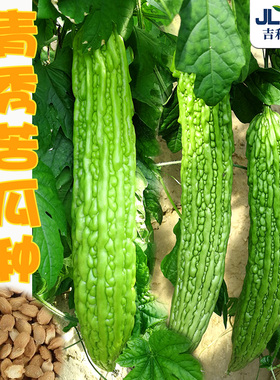 青秀苦瓜种子荷兰进口高产苦瓜种籽抗病春夏黑疙瘩油绿苗蔬菜种孑