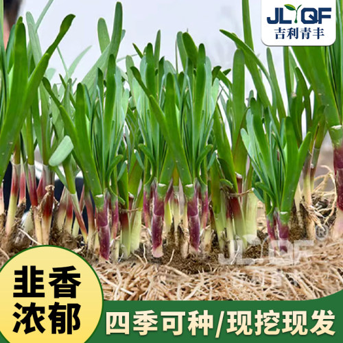 红根韭菜根苗现挖四季