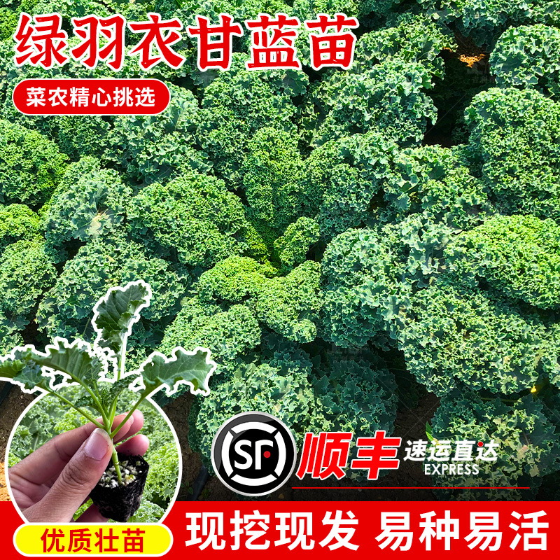 食用羽衣甘蓝苗子绿甘蓝种子春夏秋四季阳台盆栽甘兰秧苗蔬菜种孑