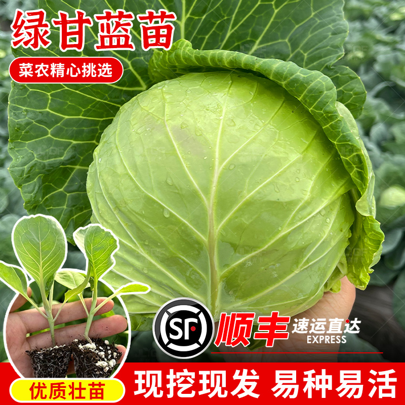 夏阳甘蓝苗子春秋播包菜秧苗种籽四季阳台大头菜苗籽杂交蔬菜种孑