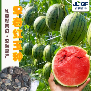 2K盆栽小西瓜种孑手剥西瓜种子超甜多汁春秋四季早春红玉西瓜种籽