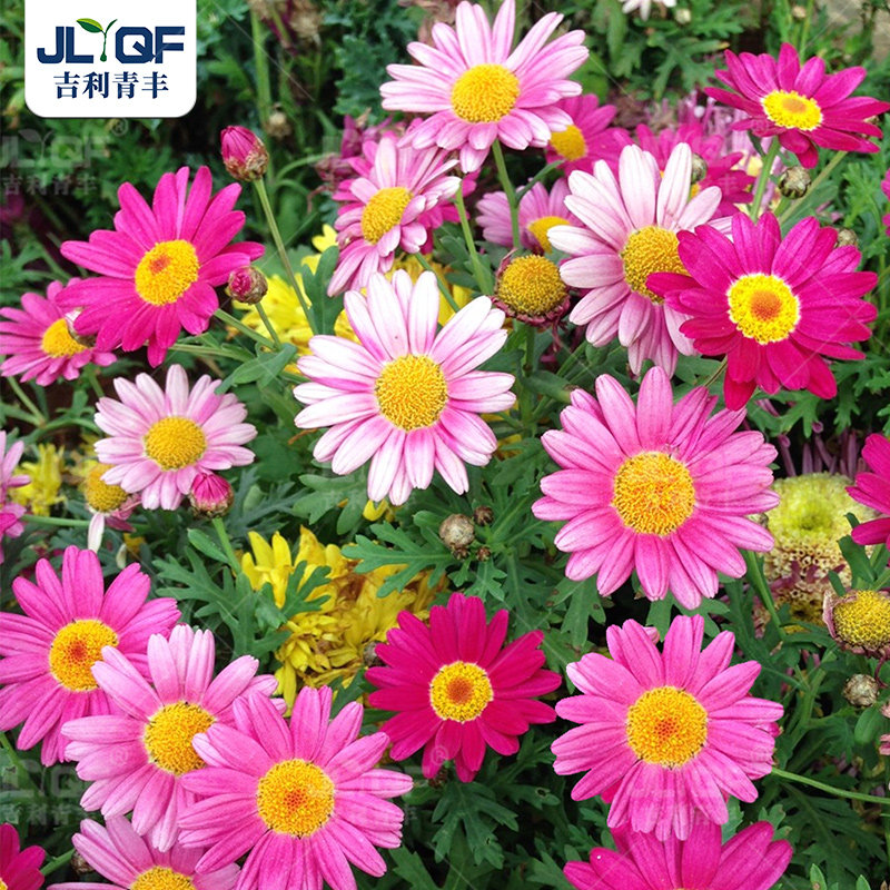 驱蚊除虫菊种子混色驱虫草种籽庭院盆栽花卉种孑春夏秋四季鲜花种 - 吉利青丰旗舰店出品