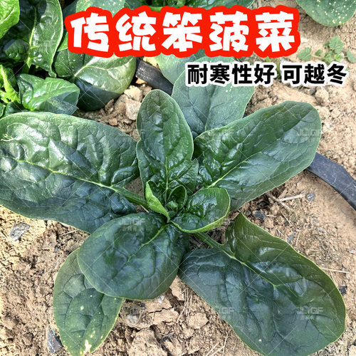 趴地肉菠菜种子传统笨菠菜