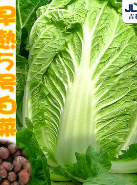 早熟五号白菜种孑高产快菜山东大白菜种籽春秋冬四季蔬菜种子大全
