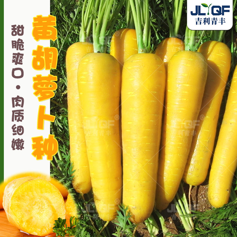 黄珊瑚胡萝卜种籽脆甜水果胡萝卜种孑春秋四季小人参特色蔬菜种子